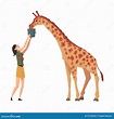 Female Zoo Worker Feeding Giraffe, Veterinarian or Professional ...