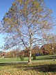 Virginia Tree Blog: 1: American Sycamore