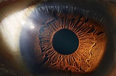 Eyes and Vision as related to Anatomy - Pictures