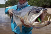 8 "River Monsters" That Will Keep You Out Of Water For The Rest Of Your ...