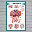 人體內臟解剖系統示意圖醫學宣傳掛圖人體器官心臟結構圖醫院海報