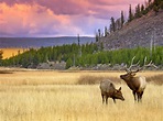 20 Amazing Wildlife Photos in Yellowstone National Park | Birds and Blooms