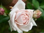 Constanze Mozart ® – Floribunda Rose – buy at AGEL ROSEN