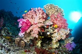 Korallen der Karibik - KARIBIKGUIDE