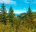 Oregon Pine Tree Identification - Find Out About Types Of Pine Trees ...
