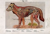 Anatomy of a male dog: cross-section, showing the skeleton and internal ...