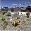 Desert Plants Names and Pictures - Guzman's Garden Centers