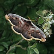 Großes Nachtpfauenauge, Wiener Nachtpfauenauge, m., Saturnia pyri, Foto ...