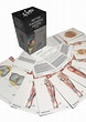 Netter Flashcards De Anatomía 5°ed. (nuevo/original) | Mercado Libre