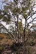widow maker tree australia - Audria Ritchey