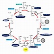 Ciclo de Krebs: o ciclo do ácido cítrico - Brasil Escola