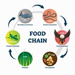 Explain the difference between food chain and food web. - bitWise Academy