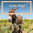 Amazon.co.jp: Funky Mule : VARIOUS ARTISTS: デジタルミュージック