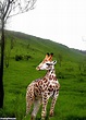 Giraffe Like Animals With Shorter Necks - Animals Viral