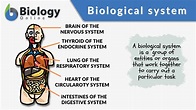 Biological system - Definition and Examples - Biology Online Dictionary