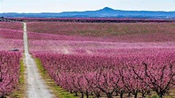 Llega la primavera a España: recorrido turístico por campos de cerezos ...