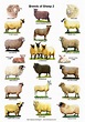 A4 Posters. Breeds of Sheep 2 Different Posters - Etsy | Sheep breeds ...