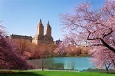 23 Places to See Dreamy Cherry Blossoms in New York | Hey! East Coast USA