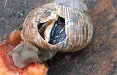 Snails and Shell Problems. Causes and How to Fix - Shrimp and Snail Breeder