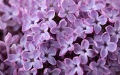 Fiori lillà - fiori di piante - Caratteristiche dei fiori di lillà