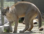 Puma concolor puma - Wikipedia, la enciclopedia libre