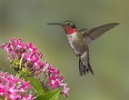 These hummingbirds migrate thousands of miles