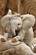 A very cute elephant baby + 9 photos with other cute animals | Cute ...