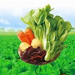 【台塑蔬菜】有機蔬菜宅配箱 (8箱) 每週出貨1箱 | 台朔環保公司台塑蔬菜