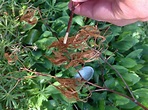 Verticillium Wilt Japanese Maple Tree Diseases Pictures - Check ...