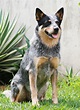 Blue Heeler Names - 200 Brilliant Ideas For Australian Cattle Dog Puppies