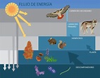 ¿Qué es la fotosíntesis y cuál es su importancia? - Como Funciona Que