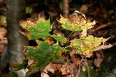 Japanese Maple Trees Diseases - Budapestsightseeing.org