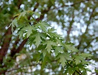 Silver Maple - 100 Most Common North American Trees