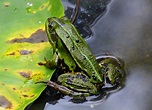 Frosch 2 Foto & Bild | tiere, wildlife, natur Bilder auf fotocommunity