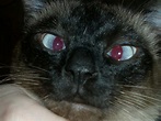 File:Cat's eyes.JPG