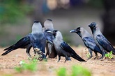 Una bandada de cuervos en el primer plano del suelo filmado en goa ...