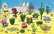 Desert Plants | Introduction and Examples