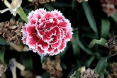 beautiful-carnation-flower-45