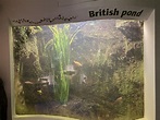 British pond exhibit - ZooChat