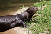 Giant Otter - Zoo Atlanta