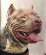 PERIGO.CÃO BRAVO em 2019 | Desenhos de cães, Pitbull desenho e Desenhos ...