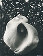 Edward Steichen | Untitled (Flower) (1927) | Available for Sale | Artsy