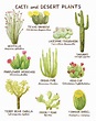 View 17 Desert Plants With Names Chart - Goimages World
