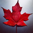 A perfect maple leaf from the yard, here in Canada : r/pics