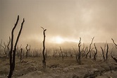 1920x1080 resolution | time lapse photography of burnt forest covered in ash HD wallpaper ...
