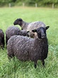 Gotland Sheep for Sale