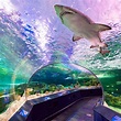 Ripley's Aquarium of Canada - Attractions Ontario