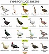 Duck Breeds - Facts, Types, and Pictures