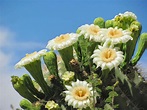 10 saguaro flower facts that will make you love the desert even more ...