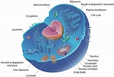 Eukaryotic Cell - Definition, Characteristics, Structure and Examples